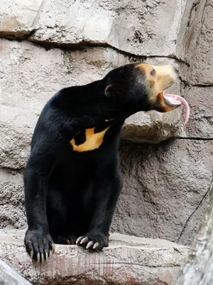 Малайский медведь: красивые картинки для вашего проекта