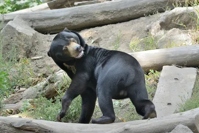 Потрясающие фото малайского медведя на ваш выбор