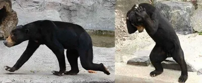 Фотографии малайского медведя: уникальные изображения для вашего скачивания