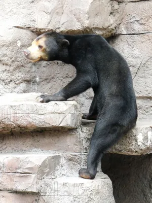Малайский медведь на картинках: выберите желаемый формат и размер