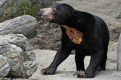 Насладитесь красотой малайского медведя на этих фотографиях в высоком качестве