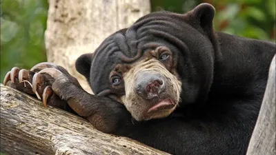 Фотографии малайского медведя: бесплатно скачать и использовать