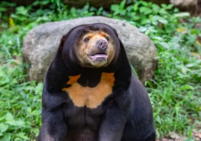 Медведь из Малайзии: фото и фон для вашего творческого проекта