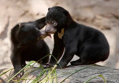 Исследуйте удивительный мир малайского медведя через эти фотографии