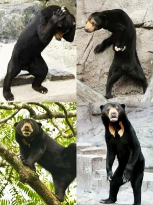 Уникальные изображения малайского медведя для скачивания