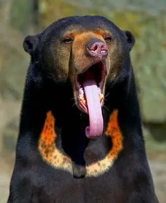 Фото малайского медведя в формате jpg, png, webp для скачивания