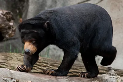Подробные фотографии малайского медведя в разных форматах