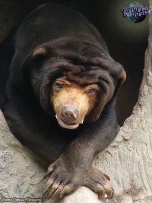 Малайский медведь: качественные фотографии доступны для скачивания
