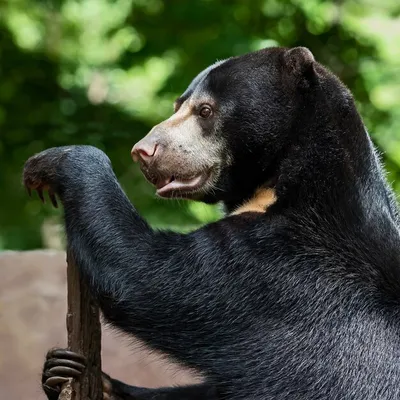 Фото малайского медведя: обои для вашего устройства