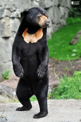 Красивые фотографии малайского медведя, доступные для скачивания