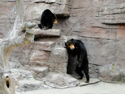 Узнайте больше о малайском медведе через эти красочные фотографии