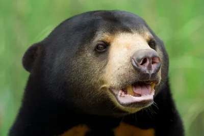 Малайский медведь: изображения в высоком разрешении для скачивания и использования