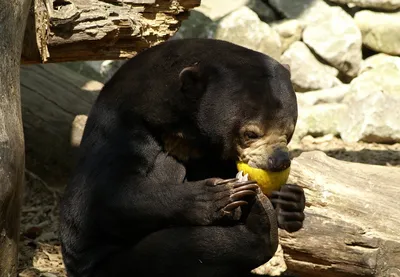 Удивительные фотографии малайского медведя для использования в фоне