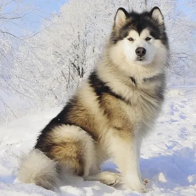 Аляскинский маламут: особенности 🐕 породы, плюсы и минусы, фото