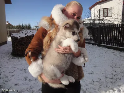 Собака в городе, порода Аласкан Маламут Стоковое Изображение - изображение  насчитывающей мило, день: 161674825