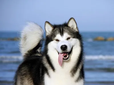 Аляскинский Маламут Собака Природа - Бесплатное фото на Pixabay - Pixabay