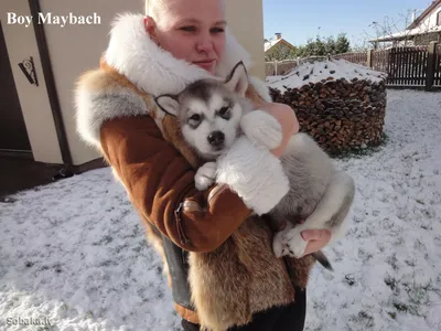 Большой серый аляскинский маламут. портрет большой породистой собаки на  пляже | Премиум Фото