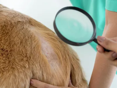 Малассезиозный дерматит у собак — Ветеринарные центры малотравматичной  хирургии и комплексного восстановления Лебеди