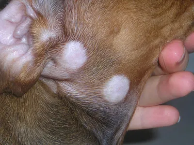 Малассезия в ушах, на пальцах - Кожные заболевания, аллергия, уши, глаза,  подушечки лап - Лабрадор.ру собаки - ретриверы