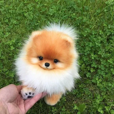 Маленькая милая плюшевая игрушка для собаки, разноцветная, плюшевая  кукла-брелок для собак – лучшие товары в онлайн-магазине Джум Гик