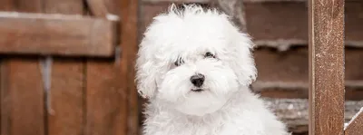 Маленькая белая пушистая собачка - 62 фото | Собачки, Бишон, Пушистые собаки