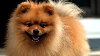 Пропала маленькая пушистая собака в СПб, вознаграждение | Pet911.ru