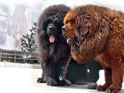 Тибетская маленькая пушистая собака» — создано в Шедевруме