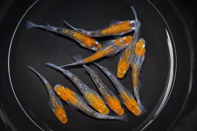 Мини-аквариум Betta, маленький аквариум для черепахи, рептилий, медуз,  золотой рыбки, креветки, моховые шарики, насекомые, аквариумные украшения |  AliExpress