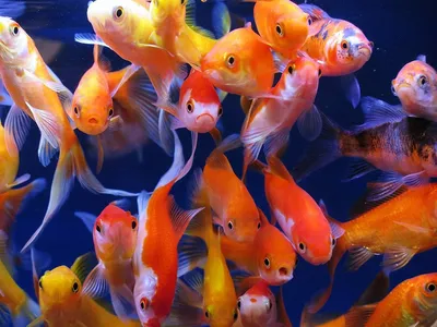 Halfmoon beta fish | Бойцовая рыбка, Аквариумные рыбки, Маленькие аквариумы