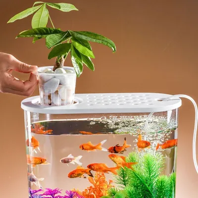 Рыбка Петушок: что важно знать о Betta splendens - DECOTOP.RU
