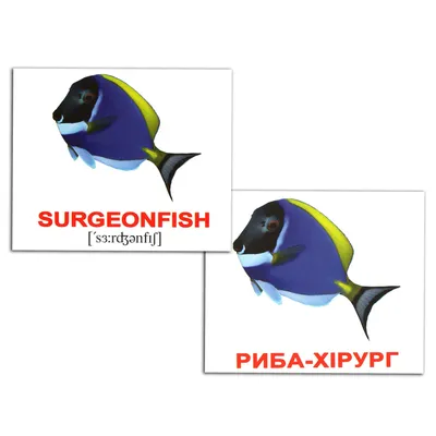 Мини-аквариум Betta, маленький аквариум для черепахи, рептилий, медуз,  золотой рыбки, креветки, моховые шарики, насекомые, аквариумные украшения |  AliExpress