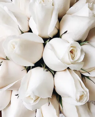 Маленькие белые розы - 74 фото