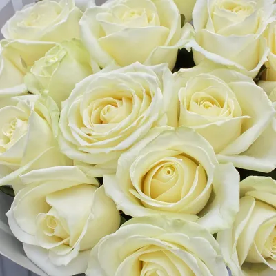 Букет из 49 белых кустовых роз – купить в Владивостоке с доставкой по  низкой цене в цветочном салоне