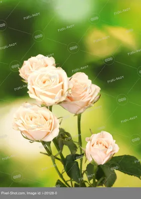 Маленькие белые розы на сером пространстве для текста. Цветочный макет  поздравительной открытки. Приглашения на свадьбу или счастл Стоковое  Изображение - изображение насчитывающей цветок, страница: 195112795