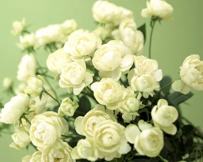 Букет невесты из 17 белых роз купить в Екатеринбурге