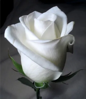 Купить Букет белые и розовые кустовые розы в крафте R152 в Москве, цена 6  290 руб.