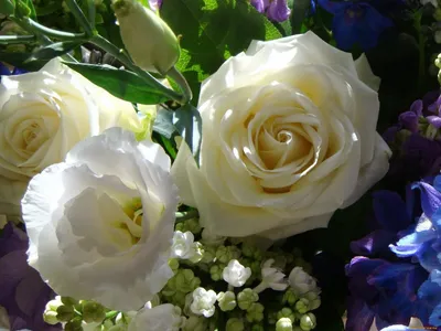 Белые розы: значение и поводы для подарка | Полезные статьи от Julia-Flower