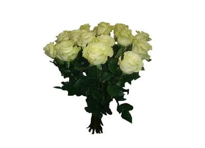 Купить букет из 41 белой розы (70 см.) по доступной цене с доставкой в  Москве и области в интернет-магазине Город Букетов