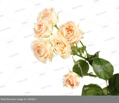Цветы белые розы (73 фото) - 73 фото
