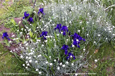 маленькие весенние цветы в саду. крошечные фиолетовые синие ирисы в  глино-горьком ракушке или карликовые ирисовые луковицы Стоковое Изображение  - изображение насчитывающей естественно, флористическо: 238145389