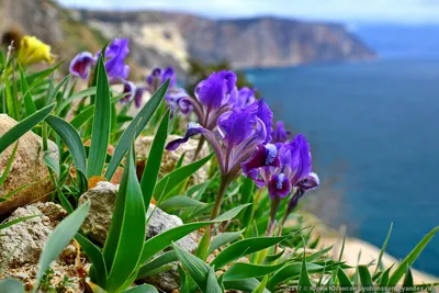 Japanese Iris (Японские ирисы, И. мечевидный лат. Iris ensata) - Мичуринка