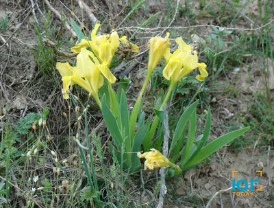 Iris sibirica «White Swirl» Ирис сибирский белый — Купити квіти в Україні
