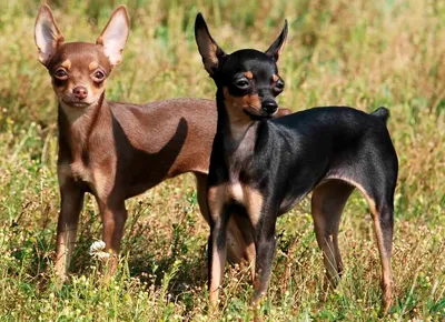 Гончие породы собак: виды, особенности и отличия пород | Royal Canin UA