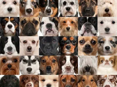 Гипоаллергенные собаки: 10 оптимальных пород с фото