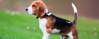 Маленькие породы собак всех размеров с фото и названиями | Блог зоомагазина  Zootovary.com