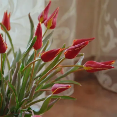 Букет тюльпанов. 💐 Холодный фарфор. Ручная работа🙌. Такие маленькие  тюльпаны… | Instagram posts, Plants, Instagram