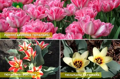 Маленькие тюльпаны :: Елена Ахромеева – Социальная сеть ФотоКто
