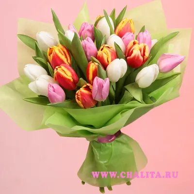 Карликовые тюльпаны: характеристика, описание популярных сортов