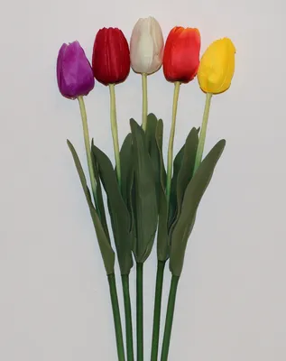 Красивые маленькие тюльпаны в саде Стоковое Фото - изображение  насчитывающей сад, лужок: 119756936