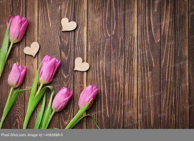 10 фактов про тюльпаны, 5 секретов про их подкормку | Дача - это маленькая  жизнь | Дзен